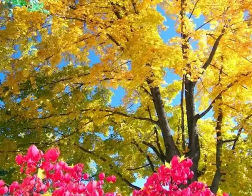 autumn maple tree and burning bush