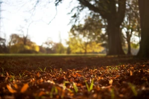 autumn morning