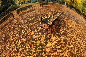 autumn planet