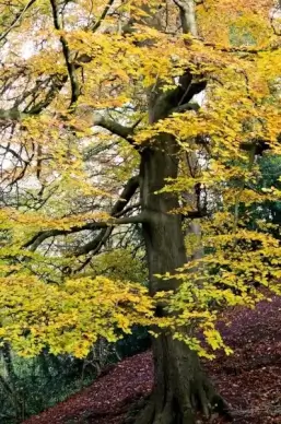 autumn tree