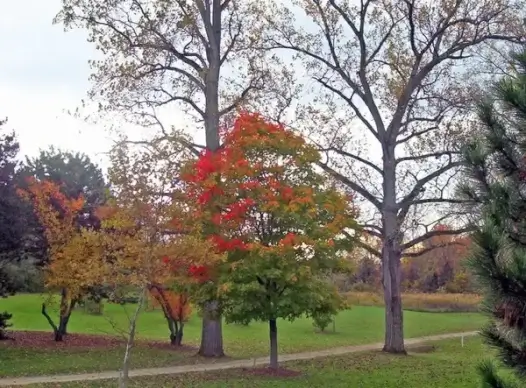 autumn trees