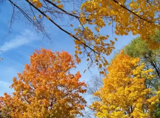 autumn trees