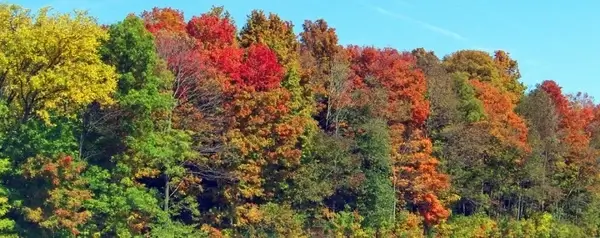 autumn trees