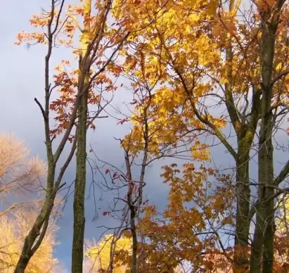 autumn trees