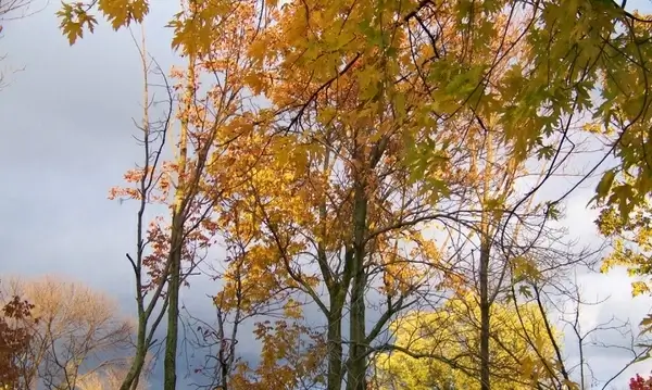 autumn trees