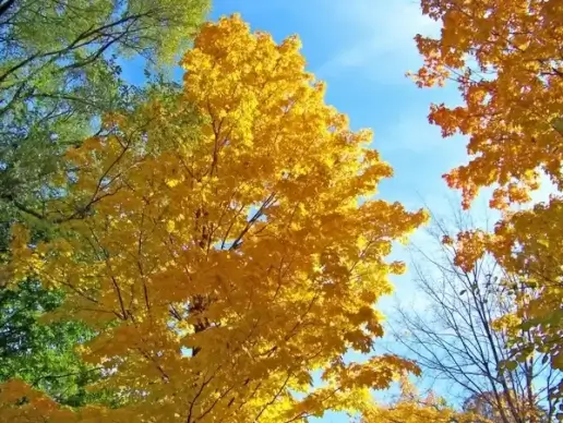 autumn trees
