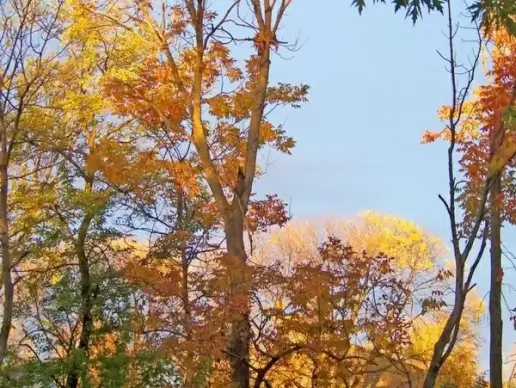 autumn trees 2