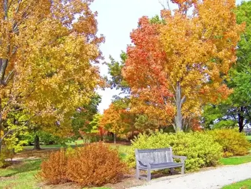 autumn trees and bench in a park