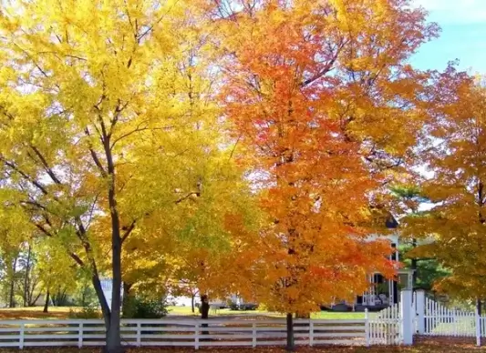 autumn trees and white fence