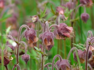 avens pointed flower flower