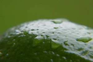 avocado or lime