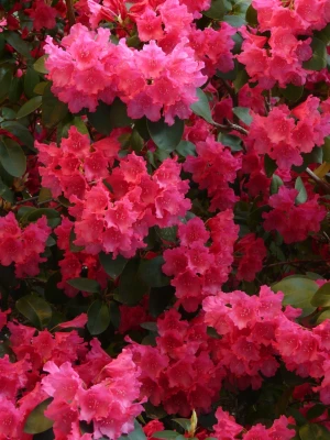 azalea rhododendron flowers