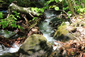 babbling brook in the adirondack mountains new york