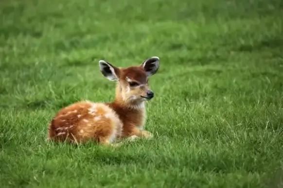 baby antelope