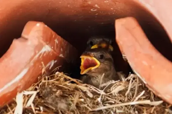 baby bird in nest