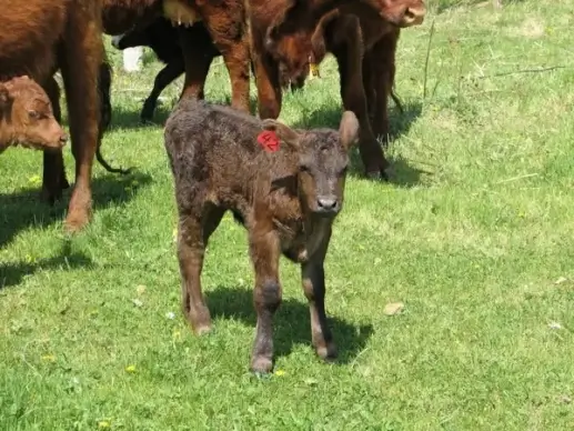 baby calf