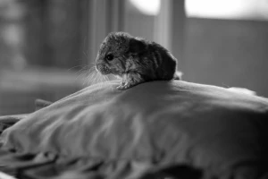 baby chinchilla