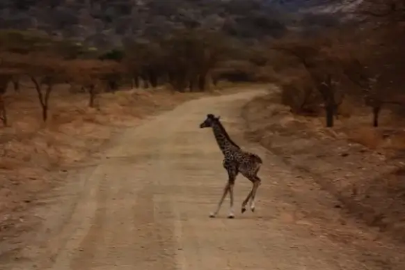 baby giraffe