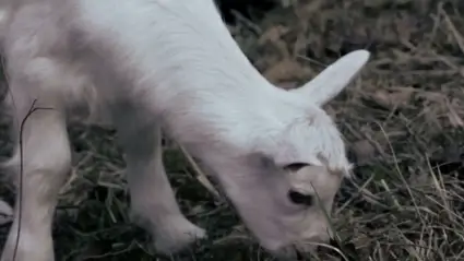 Baby goats