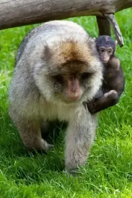 baby monkey holding mom