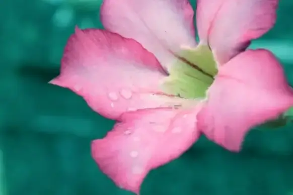 baby pink flower