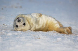 baby seal