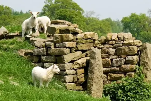 baby sheep