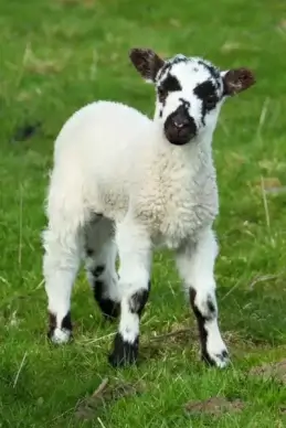 baby sheep