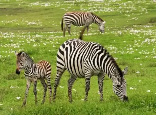 baby zebra safari serengeti