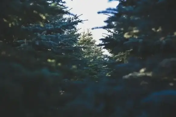background blur color daytime fish forest lake