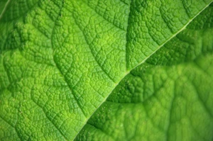 background botany bright