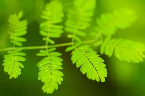 background botany bright