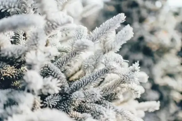 background branch christmas closeup cold detail