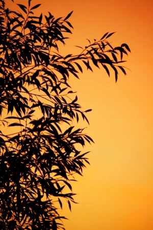 background branch dusk