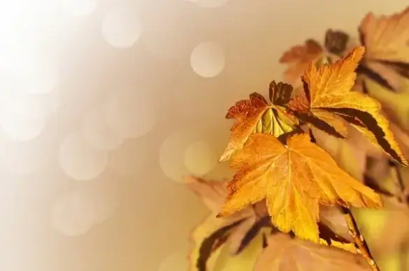 background from autumn leaves