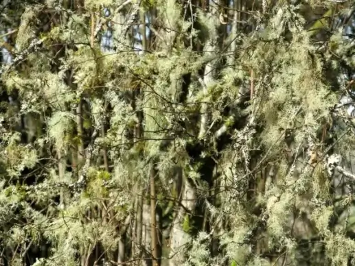 background lichen
