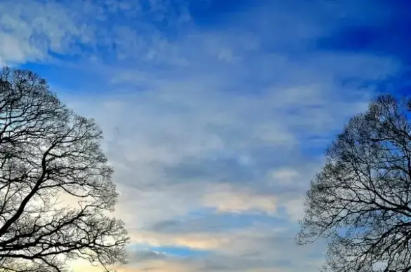 background of sky and trees