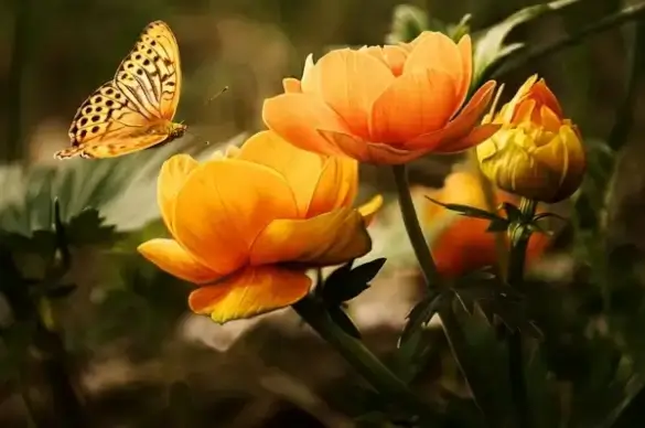 background with flower and butterfly