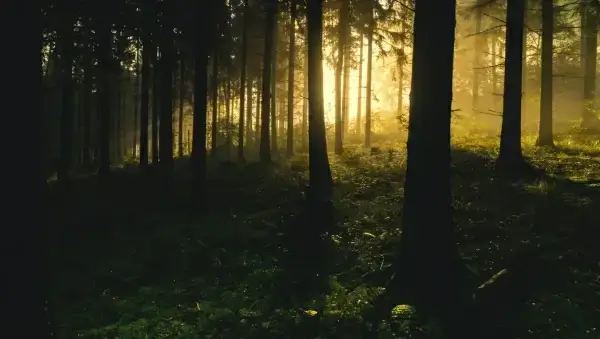 sunlight in dark forest
