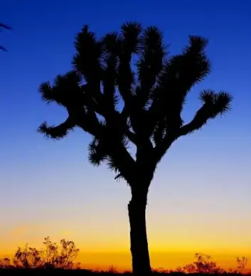backlit contrast dawn dusk evening landscape light