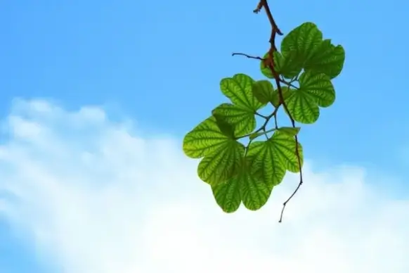 backlit leaves and sky