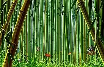 bamboo and butterfly psd layered