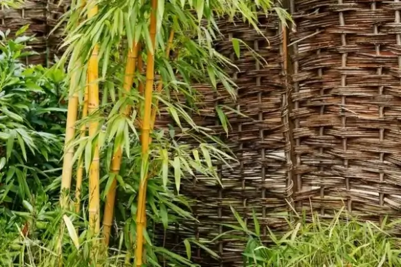 bamboo plant at garden