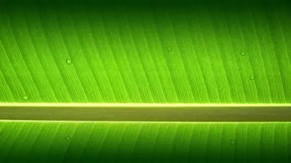 banana tree garden wallpaper