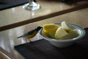 bananaquit stealing my breakfast watamula restaurant lodge kura hulanda curaao