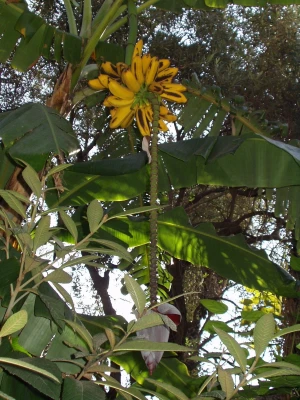 bananas shrub banana shrub