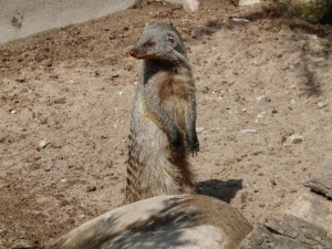 banded mongoose mongoose mammal