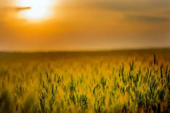 barley field scene picture twilight sunset 