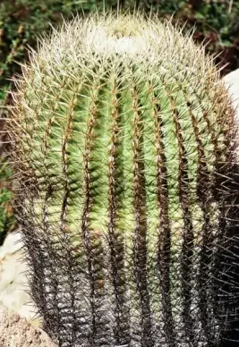 barrel cactus
