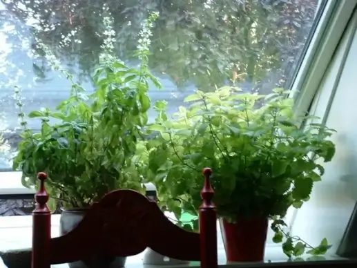 basil and lemon balm